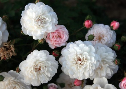Rosa chinensis 'Little White Pet'