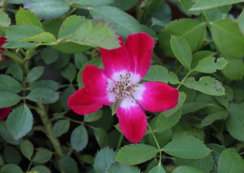 Rosa 'Red Meidiland'