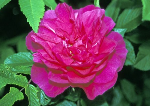 Rosa rugosa 'Roseraie de l´Hay'