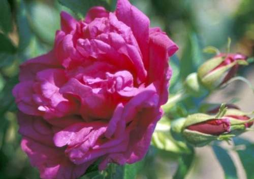 Rosa rugosa 'Roseraie de l´Hay'