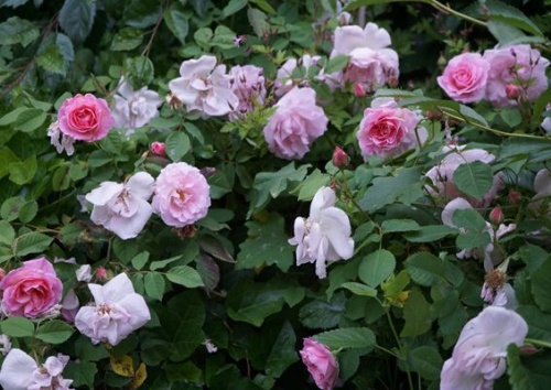 Rosa rubiginosa 'Fritz Nobis'