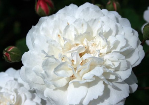 Rosa chinensis 'Little White Pet'