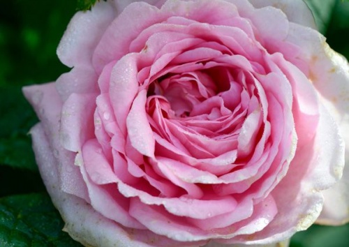 Rosa alba 'Königin von Dänemark'