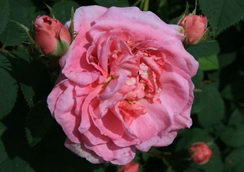 Rosa alba 'Königin von Dänemark'