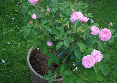 Rosa centifolia 'Petite de Hollande'