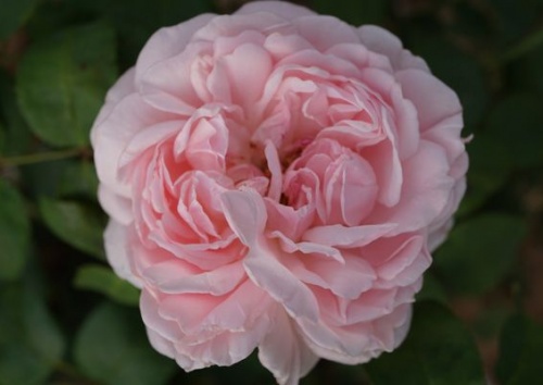 Rosa 'Eglantyne'