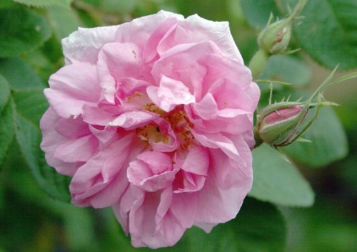 Rosa damascena 'Trigintipetala'