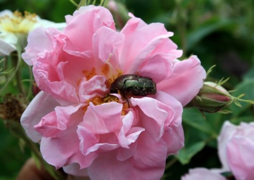 Rosa damascena 'Trigintipetala'