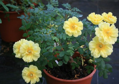 Rosa pimpinellifolia 'Double Yellow'