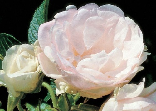 Rosa rugosa 'Polareis'