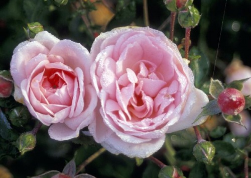 Rosa 'Lovely Meidiland'