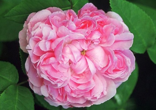 Rosa damascena 'Jacques Cartier'