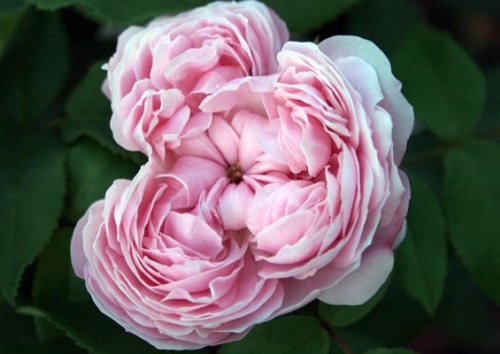Rosa damascena 'Jacques Cartier'