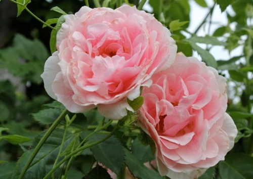 Rosa 'Kir Royal'