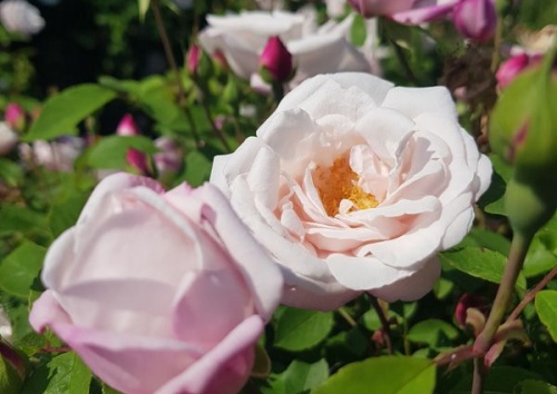 Rosa damascena 'Leda'