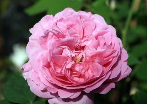 Rosa bourbonica 'Louise Odier'