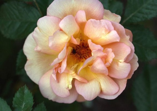 Rosa pimpinellifolia 'Maigold'