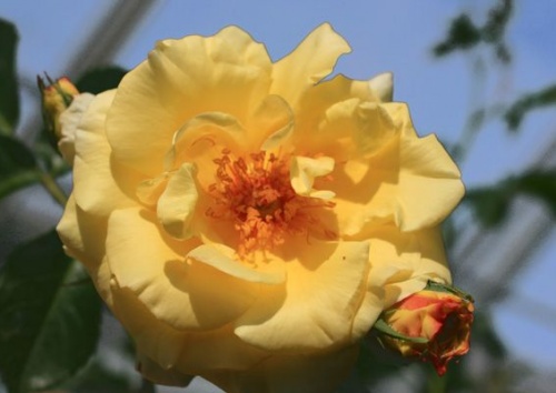 Rosa 'Morgensonne 88'