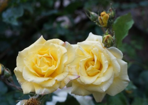 Rosa 'Morgensonne 88'