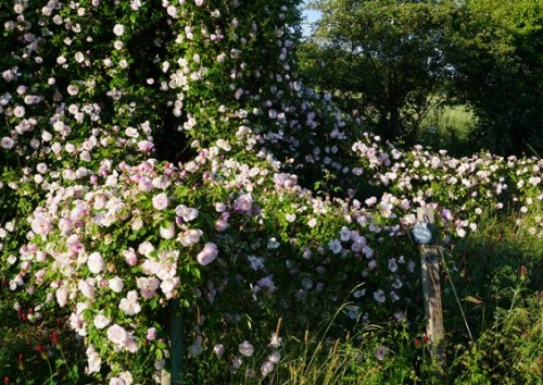 Rosa arvensis 'Ayrshire Queen'