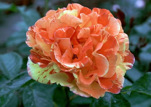 Rosa 'Papagena'