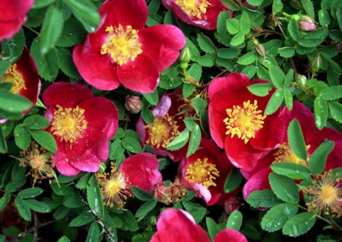Rosa pimpinellifolia 'Single Red'