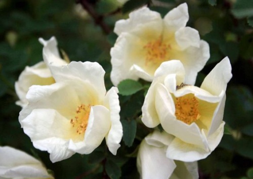 Rosa pimpinellifolia var. 'Subspinosa'
