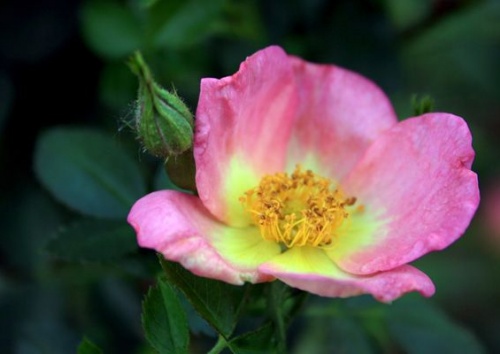 Rosa rubigiosa 'Lady Penzance'