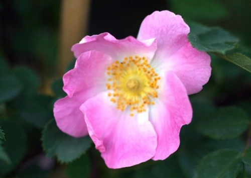 Rosa pendulina 'Bourgogne'