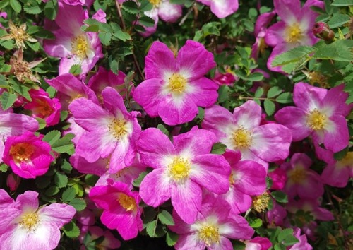 Rosa pimpinellifolia 'Glory of Edzell'