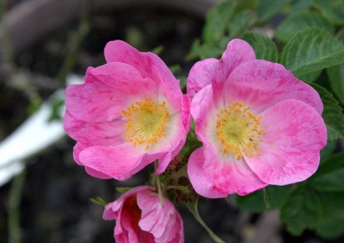 Rosa rubiginosa 'Taubertal'