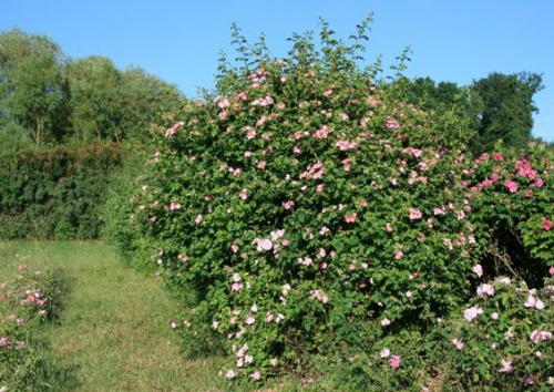 Rosa rubiginosa 'Taubertal'