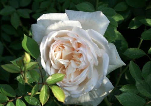 Rosa 'White Gold'