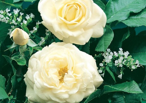 Rosa 'White Gold'