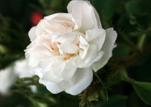 Rosa damascena 'Quatre Saisons Blanc Mousseux'