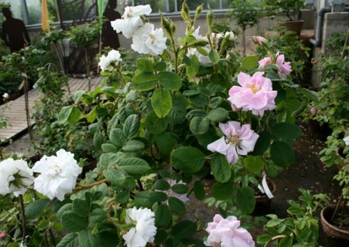 Rosa damascena 'Quatre Saisons Blanc Mousseux'