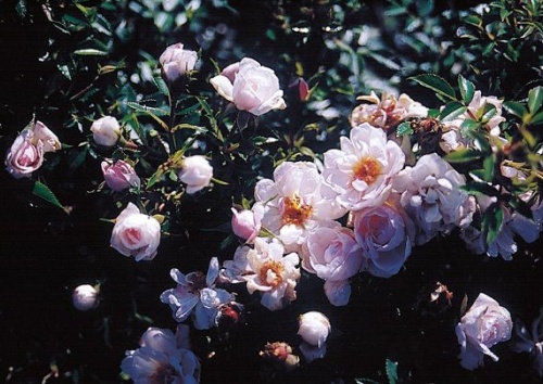 Rosa 'White Carpet'