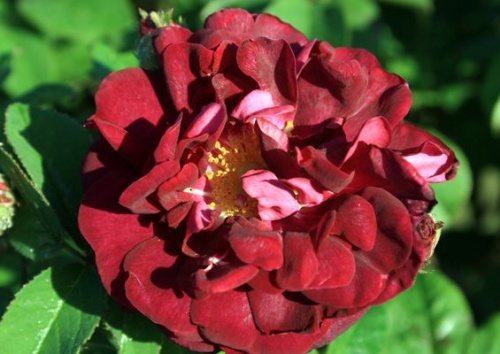 Rosa gallica 'Tuscany Superb'