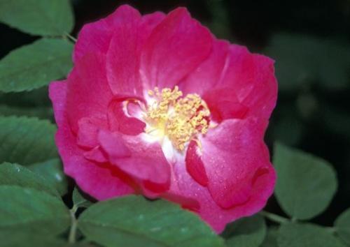 Rosa centifolia a fleurs doubles violettes