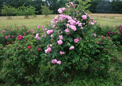 Rosa majalis multiflora