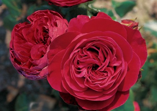 Rosa 'Red Leonardo da Vinci'