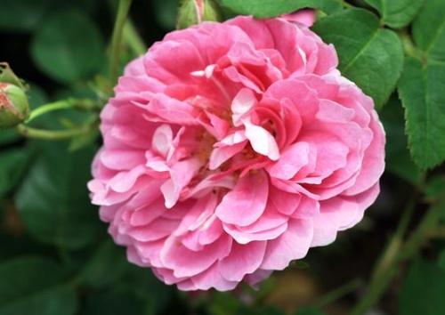 Rosa centifolia 'Gerda Nissen'