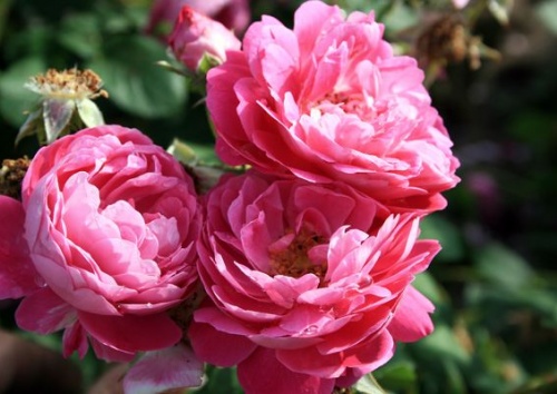 Rosa centifolia 'Gerda Nissen'