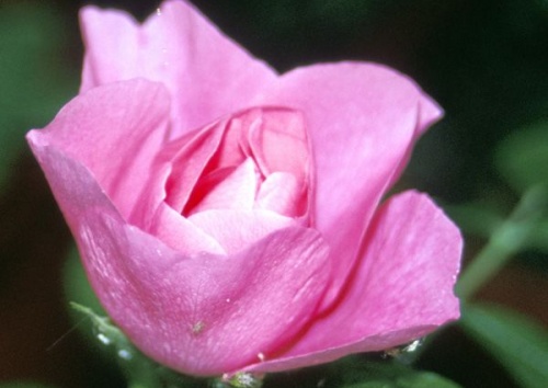 Rosa rugosa 'Hokkaido'
