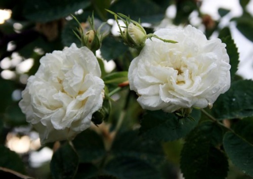 Rosa alba 'Maxima'