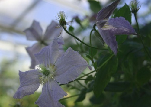 CLEMATIS viticella 'Blue Angel'
