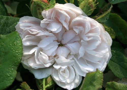 Rosa damascena 'Weisse Jacques Cartier'