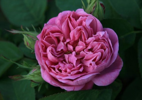 Rosa damascena 'Rose de Alhambra'
