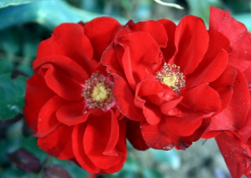 Rosa 'Roter Korsar'