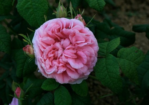 Rosa 'Duchesse de Rohan'
